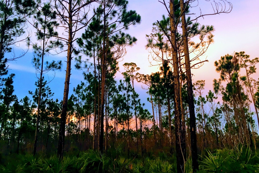 Spindly pine trees reach into a sunset-lit sky