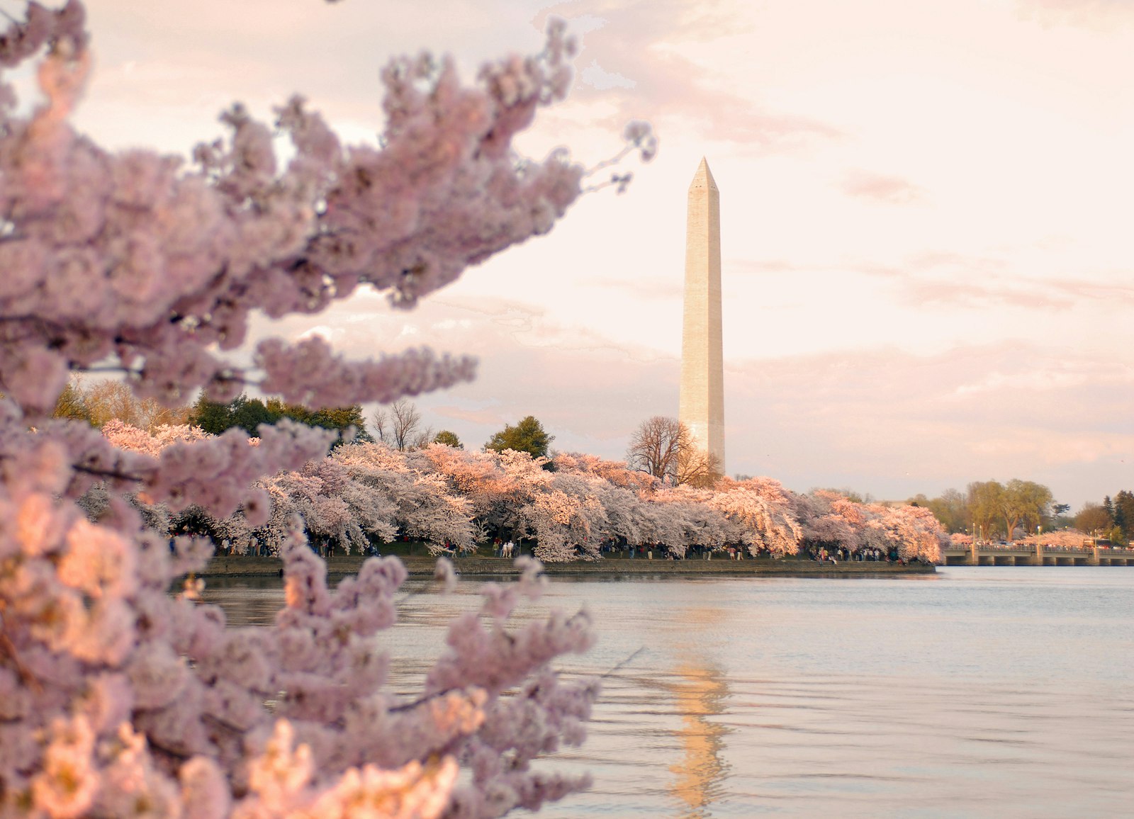 Cherry blossom branches extend over a still pool of water. In the distance, you can spot the Washington Monument