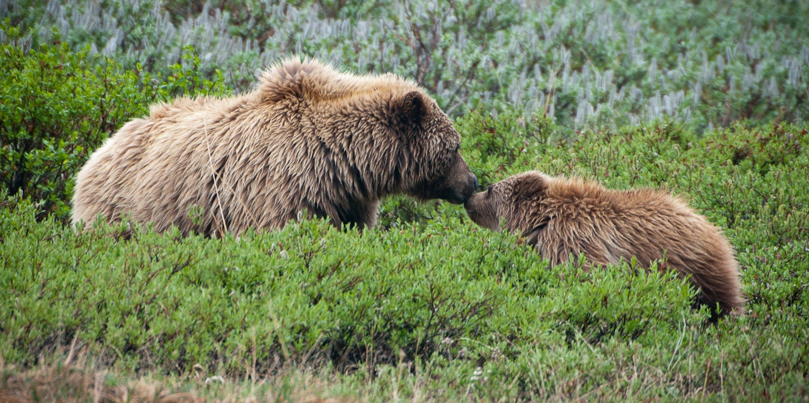 A grown grizzly bear and a cub touch noses in a lush green landscape