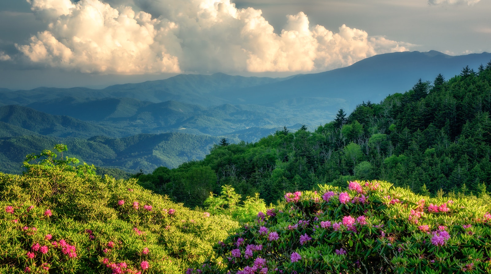 Blooming flowers dot a mountainous landscape