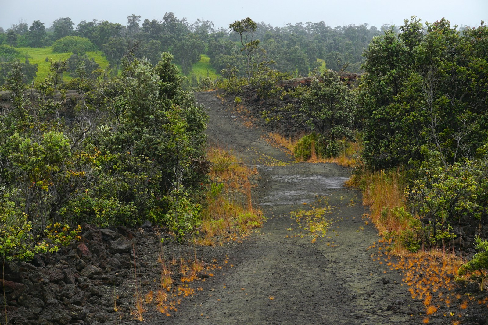 Wide, rocky trail through sparse forest in a lava field under overcast skies