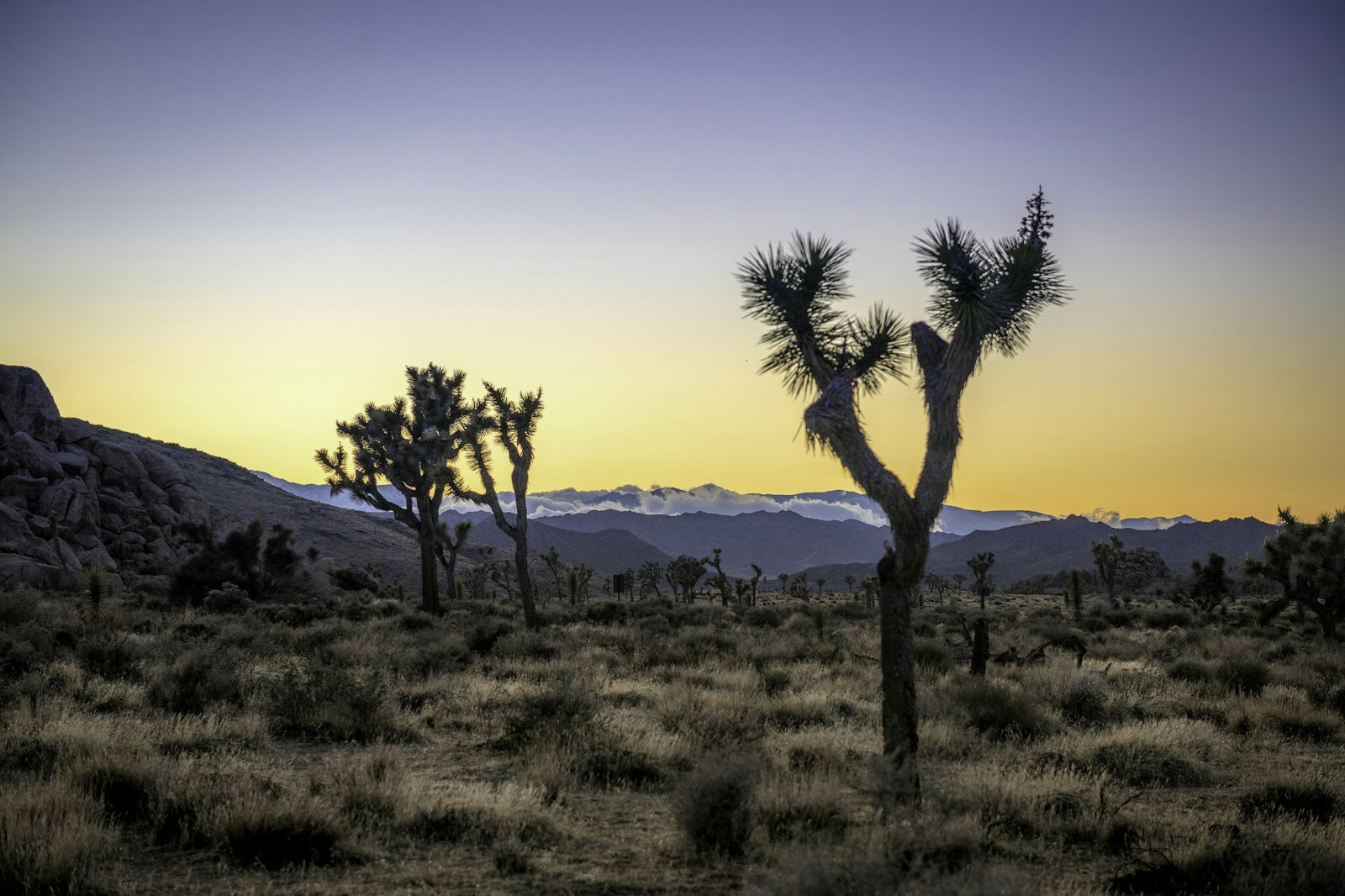 Sunset in the distance illuminates Joshua Trees and a desert landscape