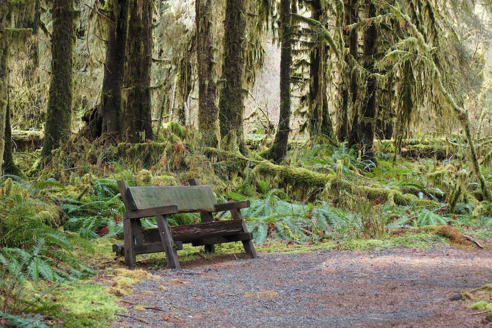 Bench in the Hoh Rain Forest