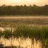 Close up on grasses in a wetland during sunset