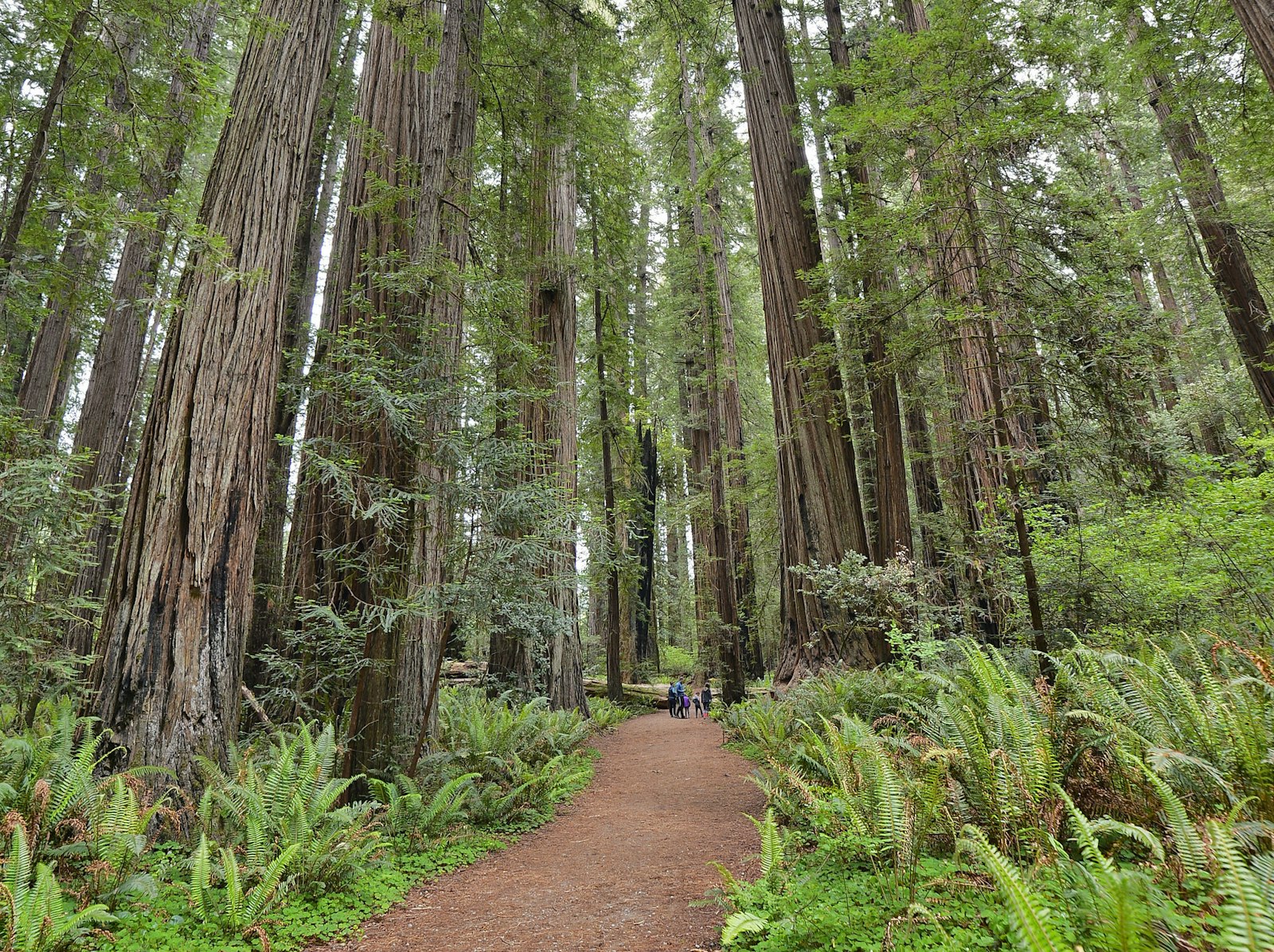 A group of people walk along a path through a redwood forest