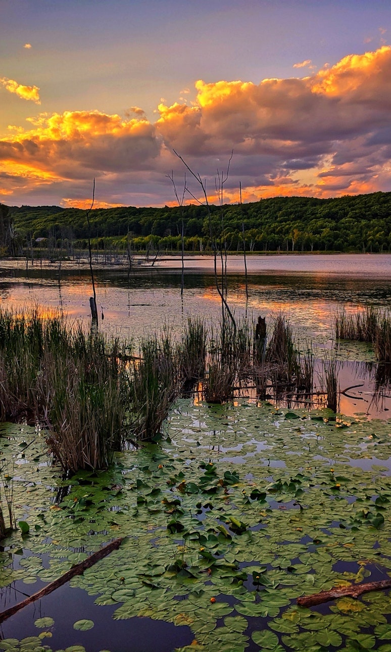 A swampy lake at sunset