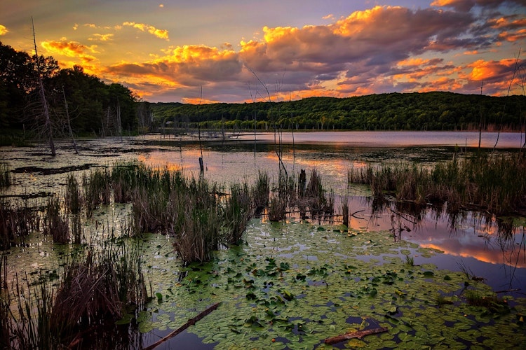 A swampy lake at sunset