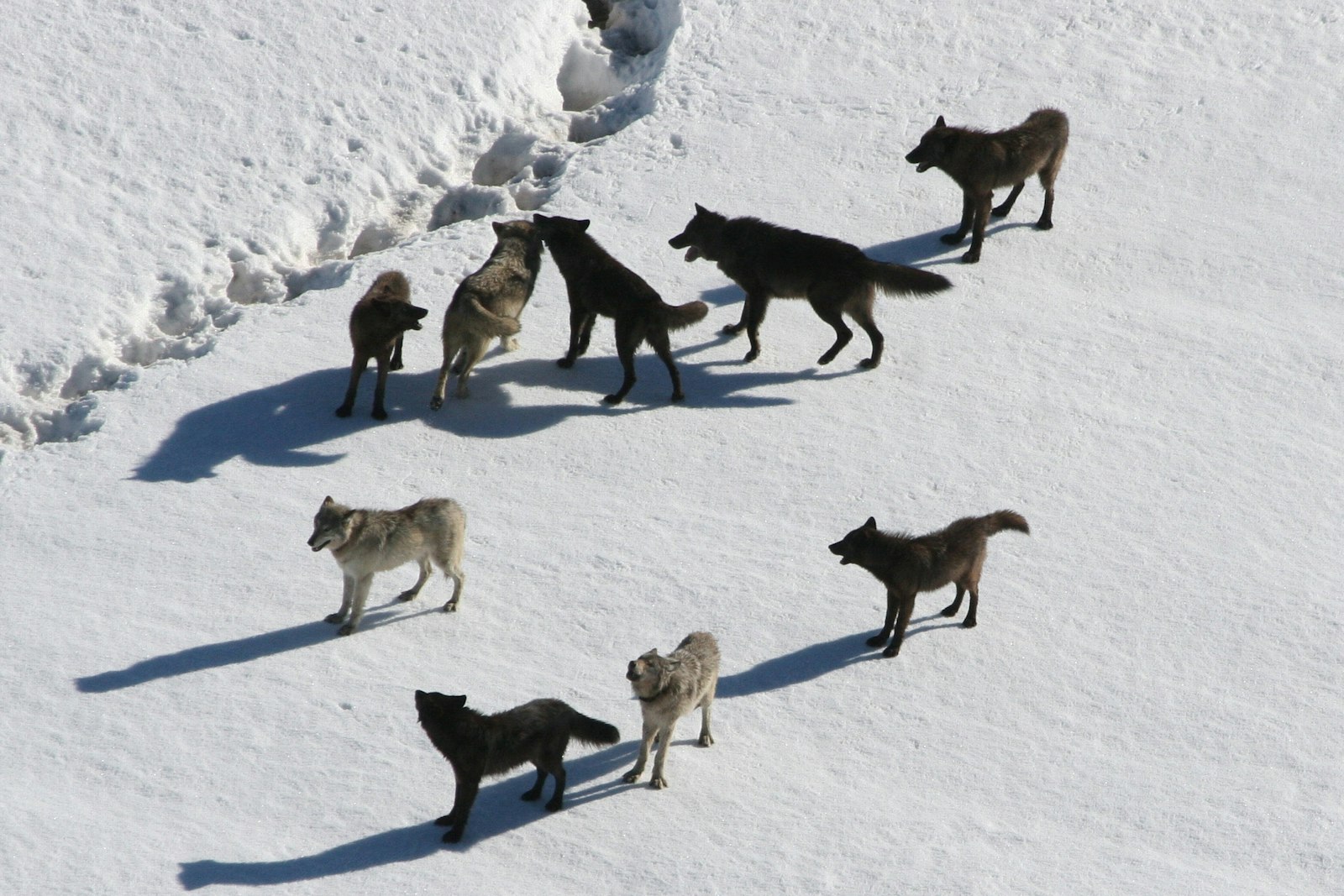 Nine wolves interact on top of crusty snow.